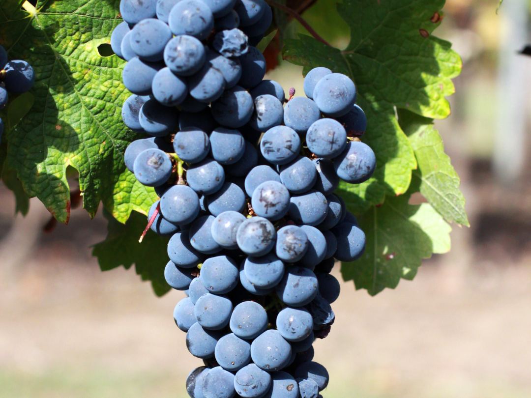 A single bunch of dark Cabernet Sauvignon grapes hanging under vine leaves, the rest of the row soft behind it.